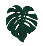 15% off Quirky Plants Voucher codes December